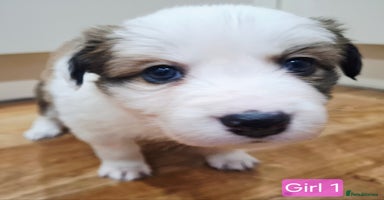 Border Collie dogs **Rare sable and white Border Collie puppies.** - Advert 5