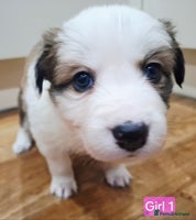 Border Collie dogs **Rare sable and white Border Collie puppies.** - Advert 2