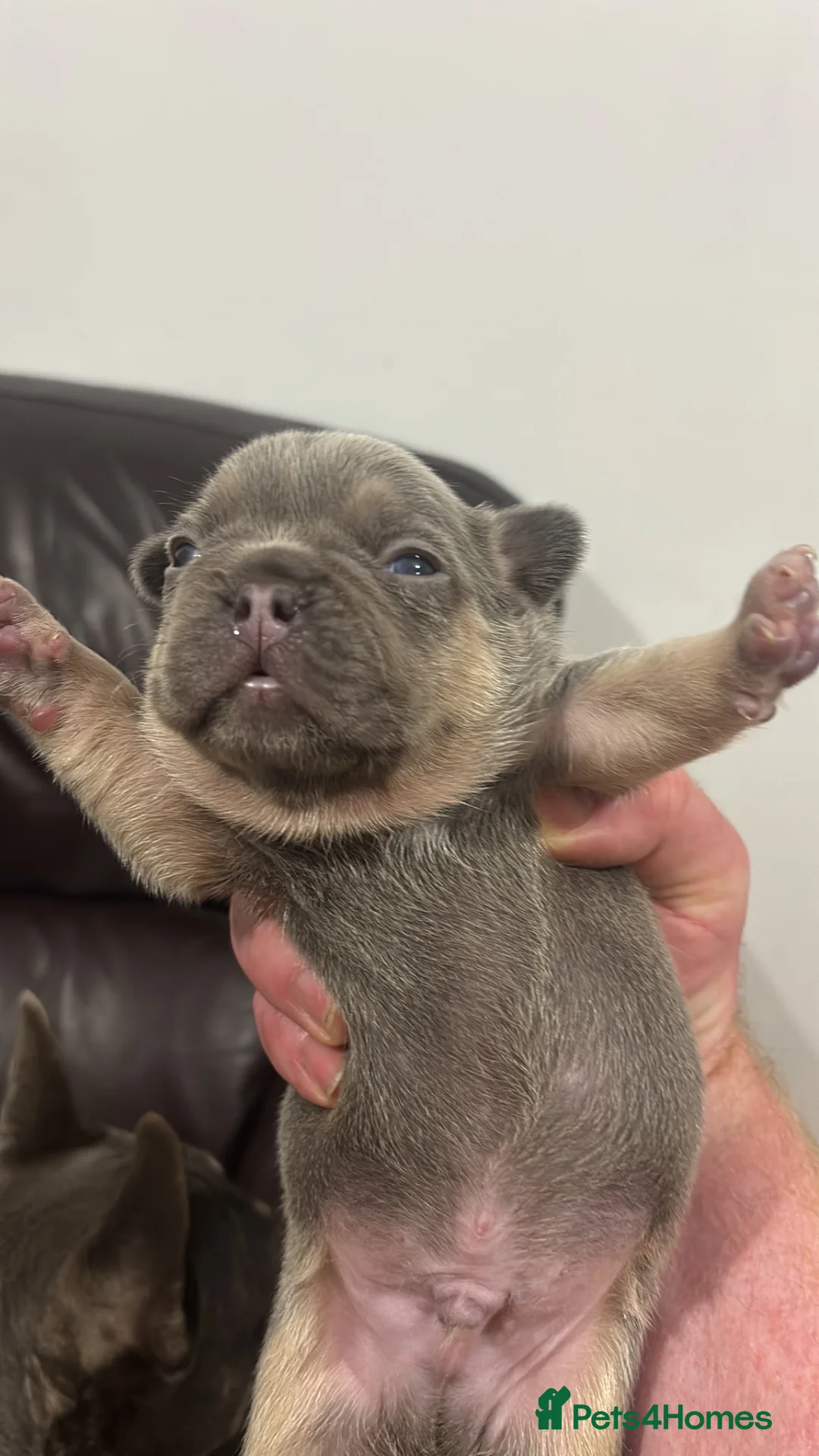French Bulldog dogs for sale: French bulldog ( fluffy) - Advert 2