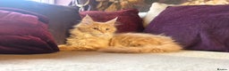 Maine Coon cats for sale: TiCA reg/Parents Fully Health Tested - Advert 33