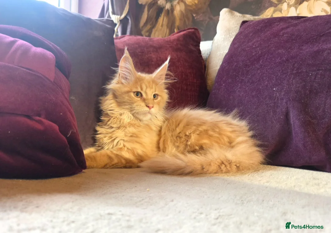Maine Coon cats for sale: TiCA reg/Parents Fully Health Tested - Advert 33