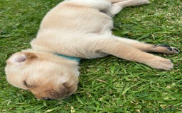 Labrador Retriever dogs for sale: Beautiful Labrador Puppies  - Image 19