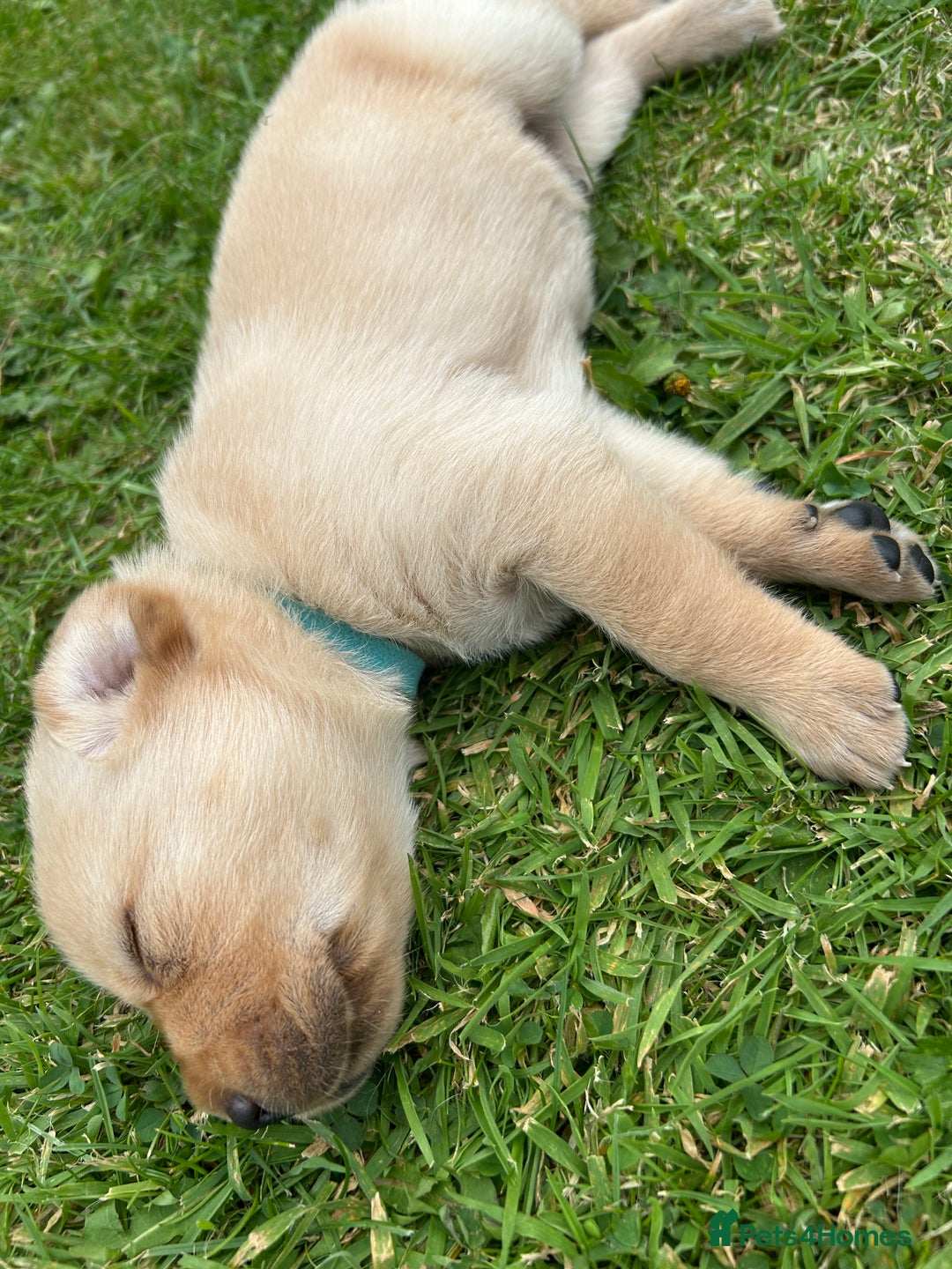 Labrador Retriever dogs for sale: Beautiful Labrador Puppies  - Image 19