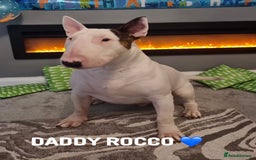 English Bull Terrier dogs for sale: Adorable English Bull Terrier Puppies - Image 23