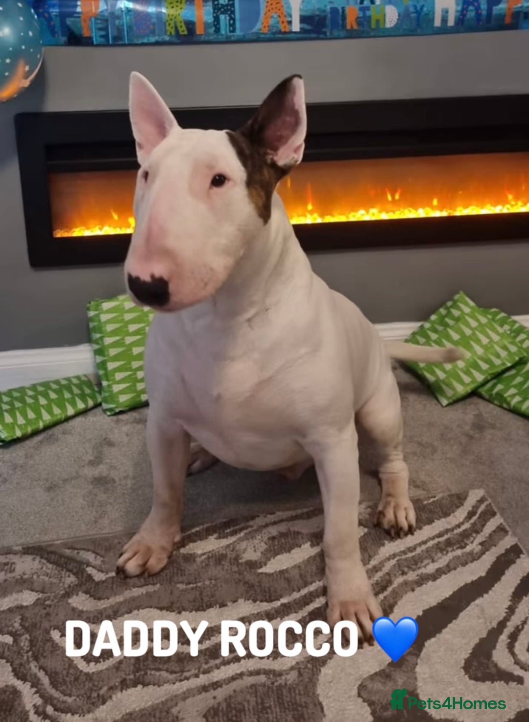 English Bull Terrier dogs for sale: Adorable English Bull Terrier Puppies - Image 23