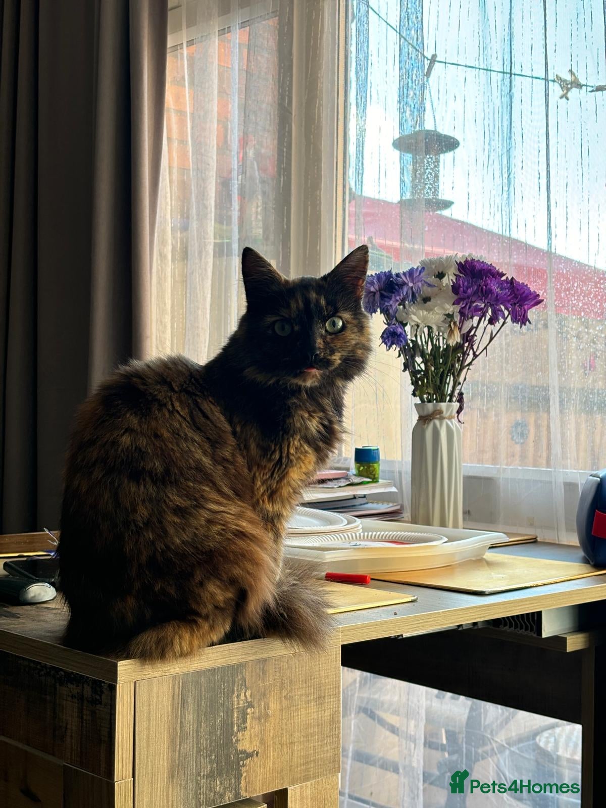 Mixed Breed cats Two senior cats for adoption: Mother and daughter - Advert 1