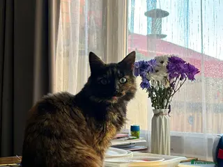 Mixed Breed cats Two senior cats for adoption: Mother and daughter - Advert 1