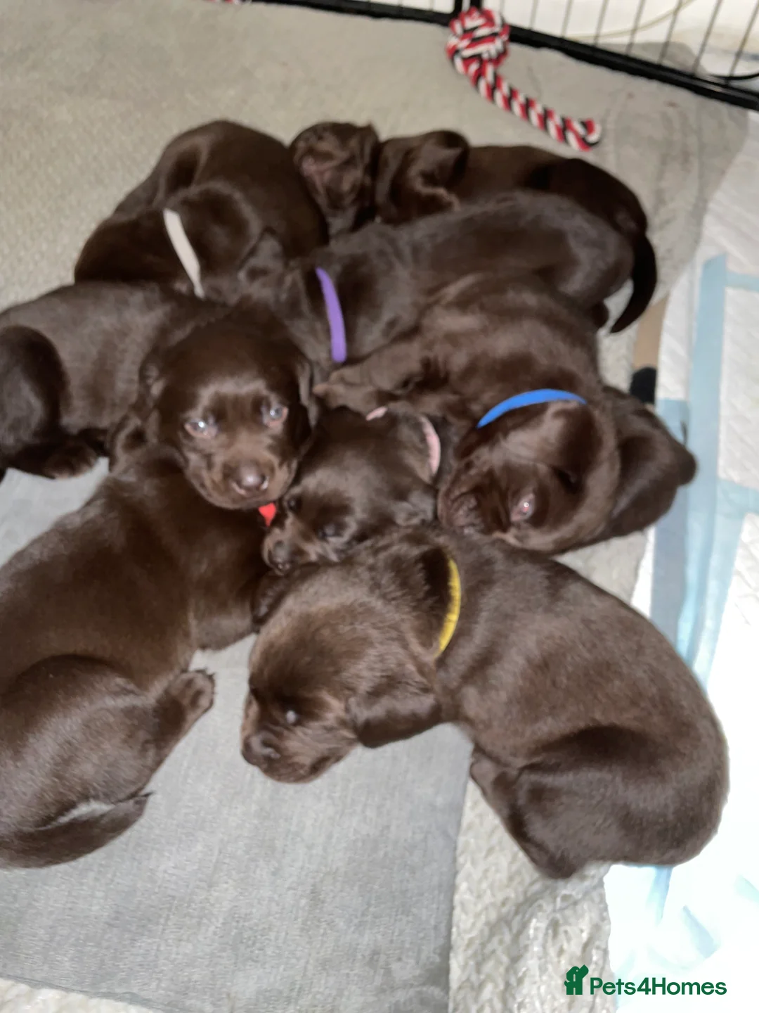 Labrador Retriever dogs for sale: Stunning chocolate Labrador puppies  - Advert 16