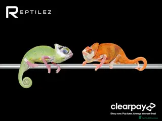 Chameleon reptiles CHAMELEON BABIES - Advert 11