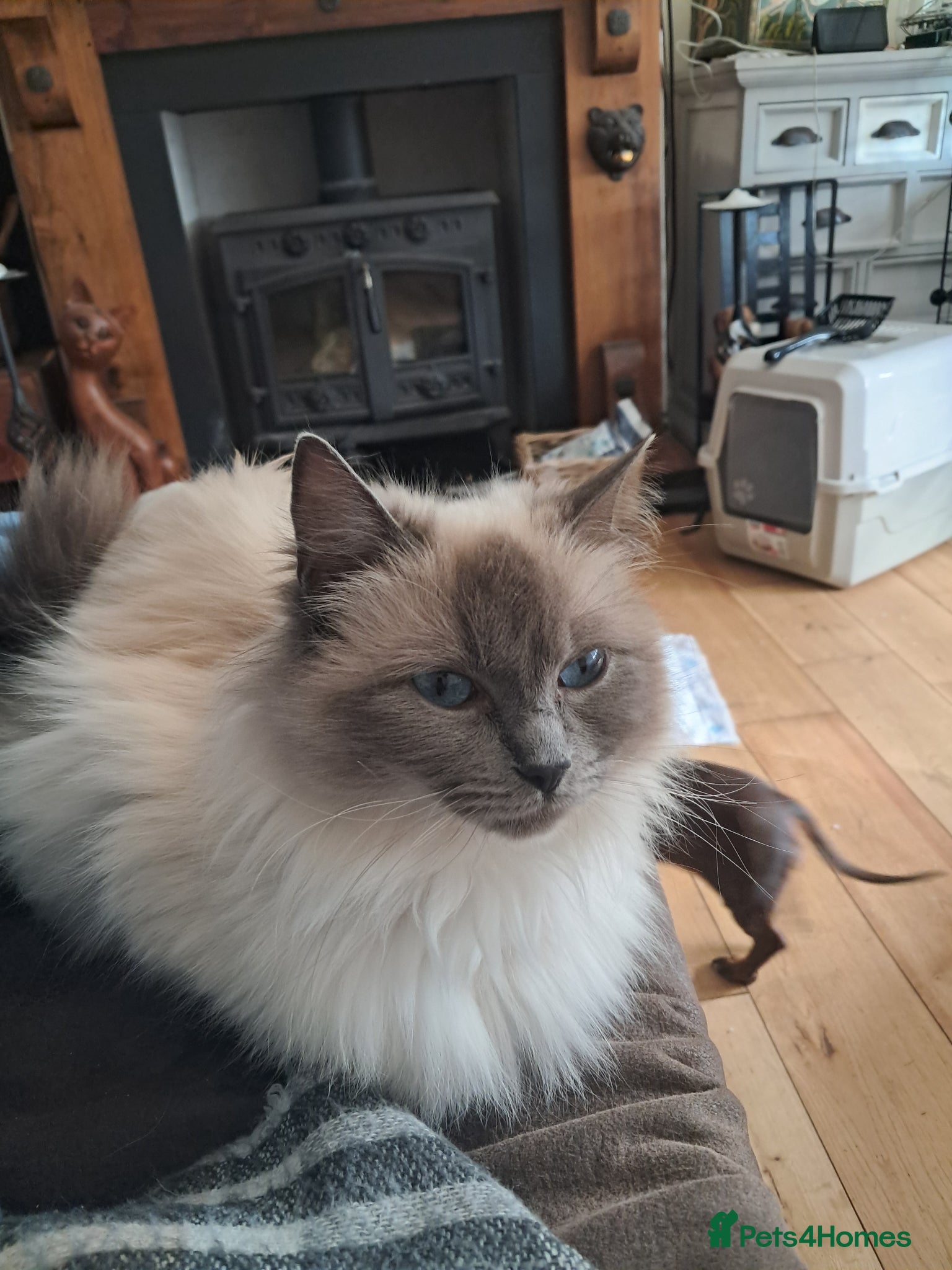 Ragdoll cats Seal tip ragdoll - Advert 1