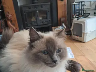 Ragdoll cats Seal tip ragdoll - Advert 1