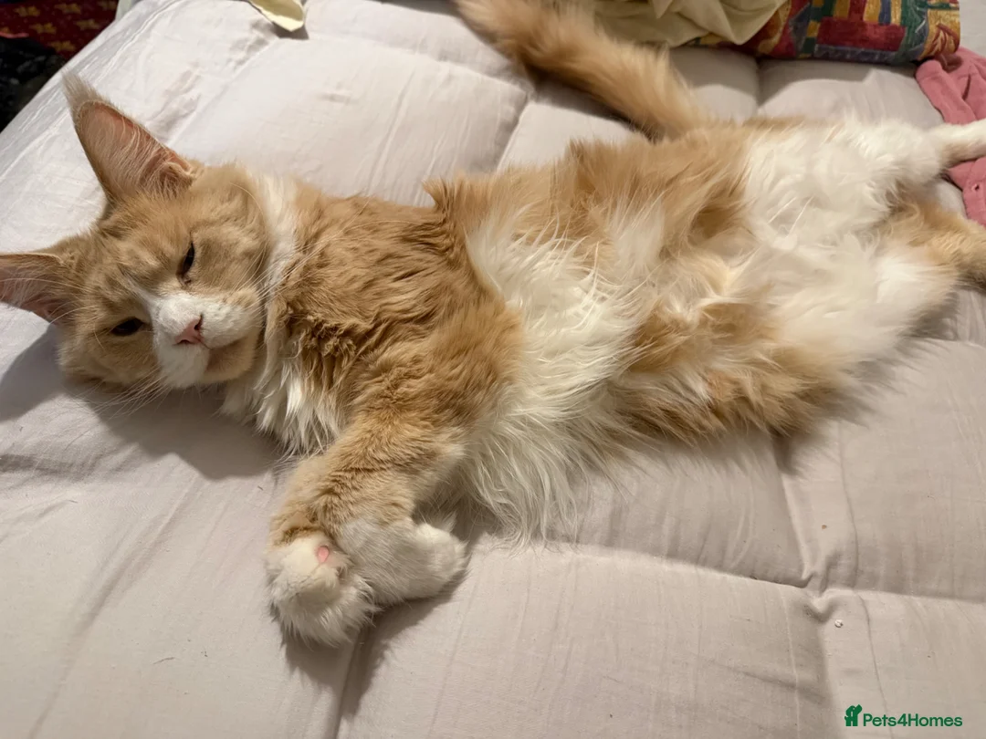 Maine Coon cats for sale: Very Large Classic Cream Maine Coon - Advert 9