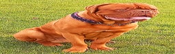 Dogue De Bordeaux dogs for stud: DDB STUD WELL PROVEN- CAN TRAVEL in Slough - Advert 5