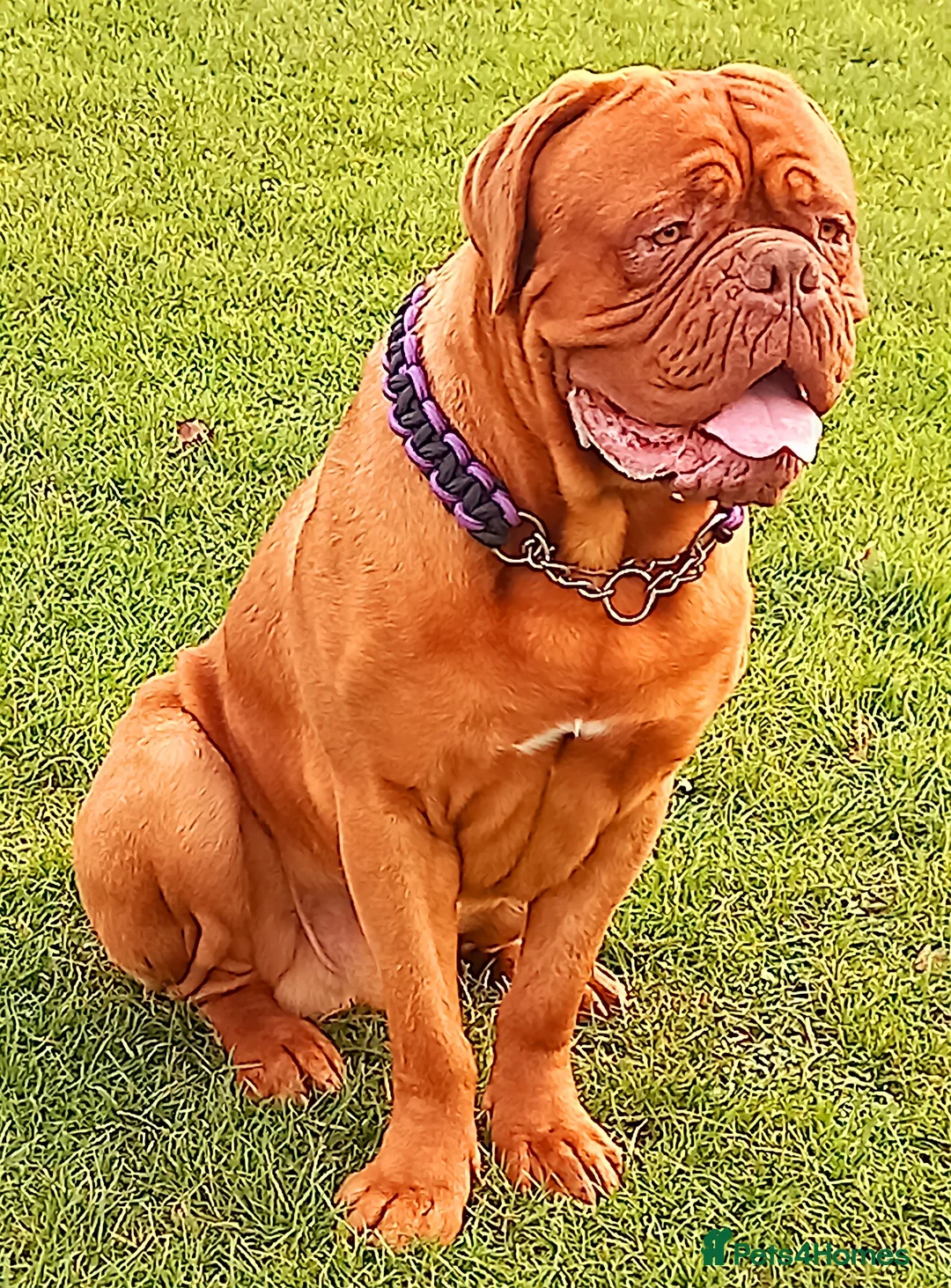Dogue De Bordeaux dogs for stud: DDB STUD WELL PROVEN- CAN TRAVEL in Slough - Advert 5