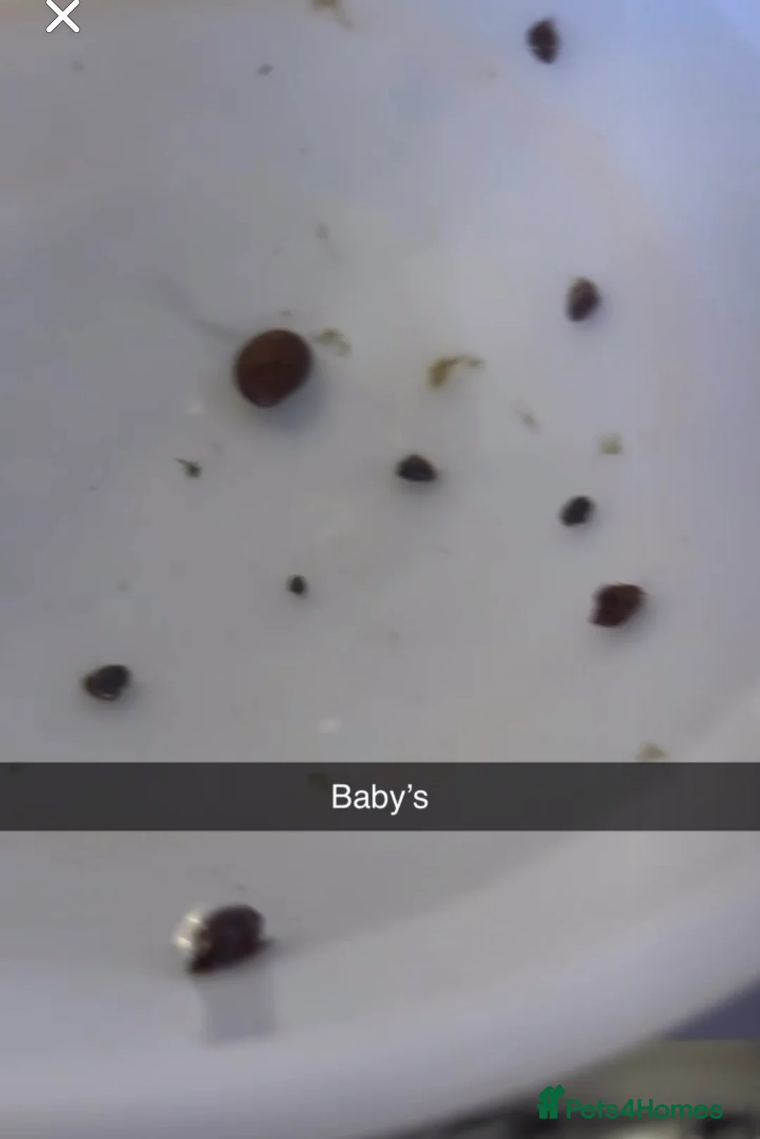 Snails fish for sale: Snails + tank and accessories  - Advert 2