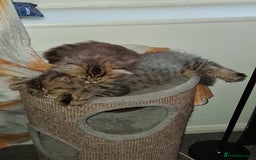Persian cats for sale: Adorable pure Persian  - Image 19