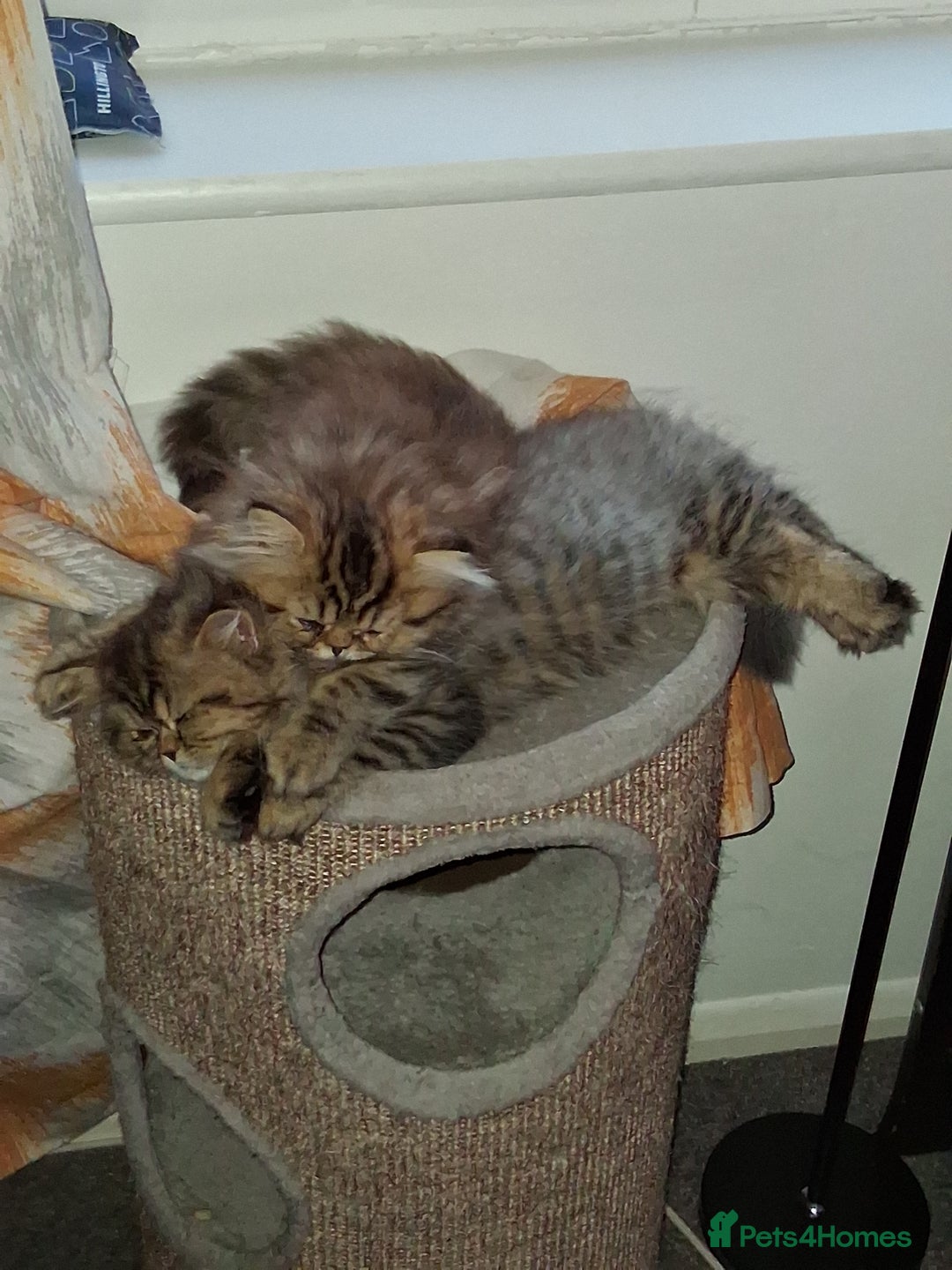 Persian cats for sale: Adorable pure Persian  - Image 19