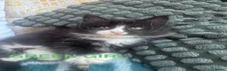 Mixed Breed cats for sale: Mixed long haired fluffballs - Advert 4