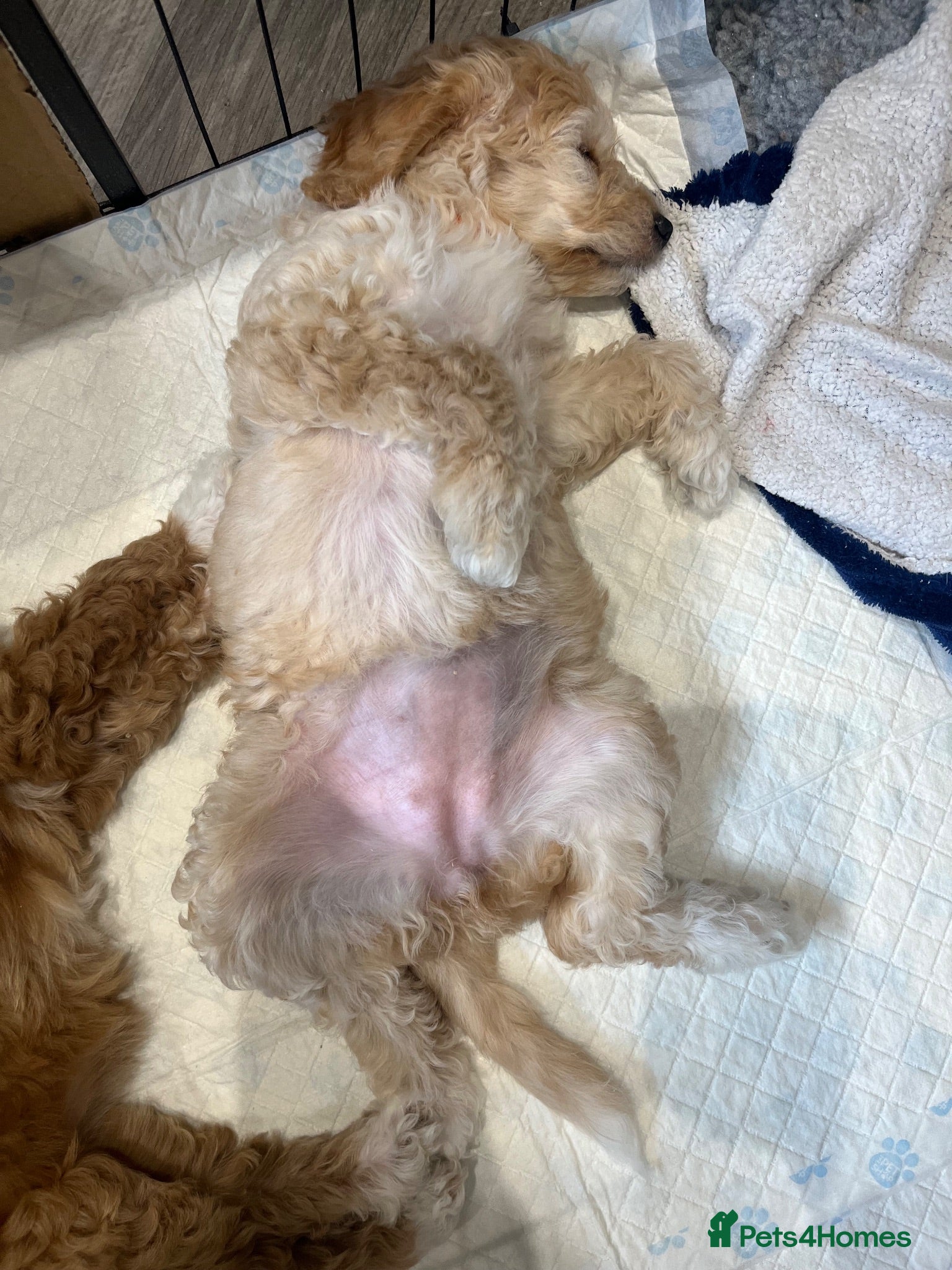 Cavapoochon dogs Cavapoochon puppies **ready now** - Advert 2