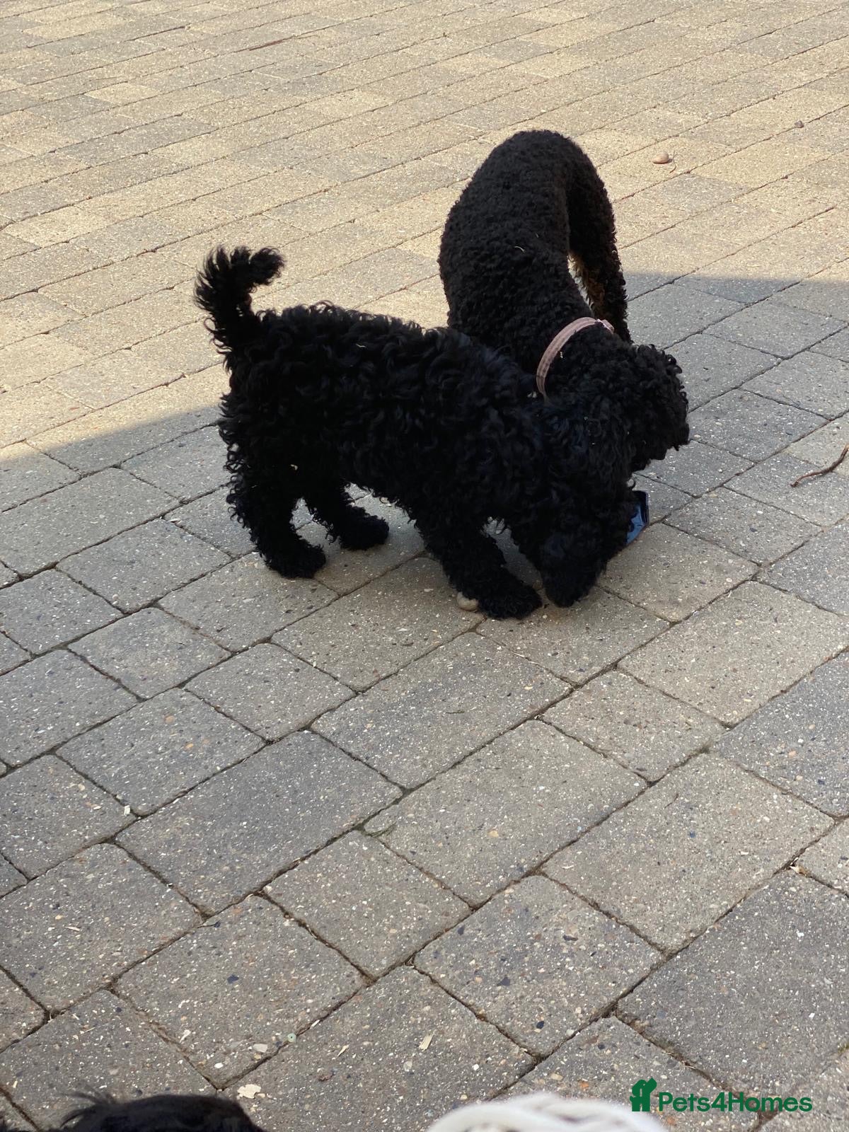 Mixed Breed dogs Beautiful toy x miniature poodles for sale 💙🩷💙 - Advert 2