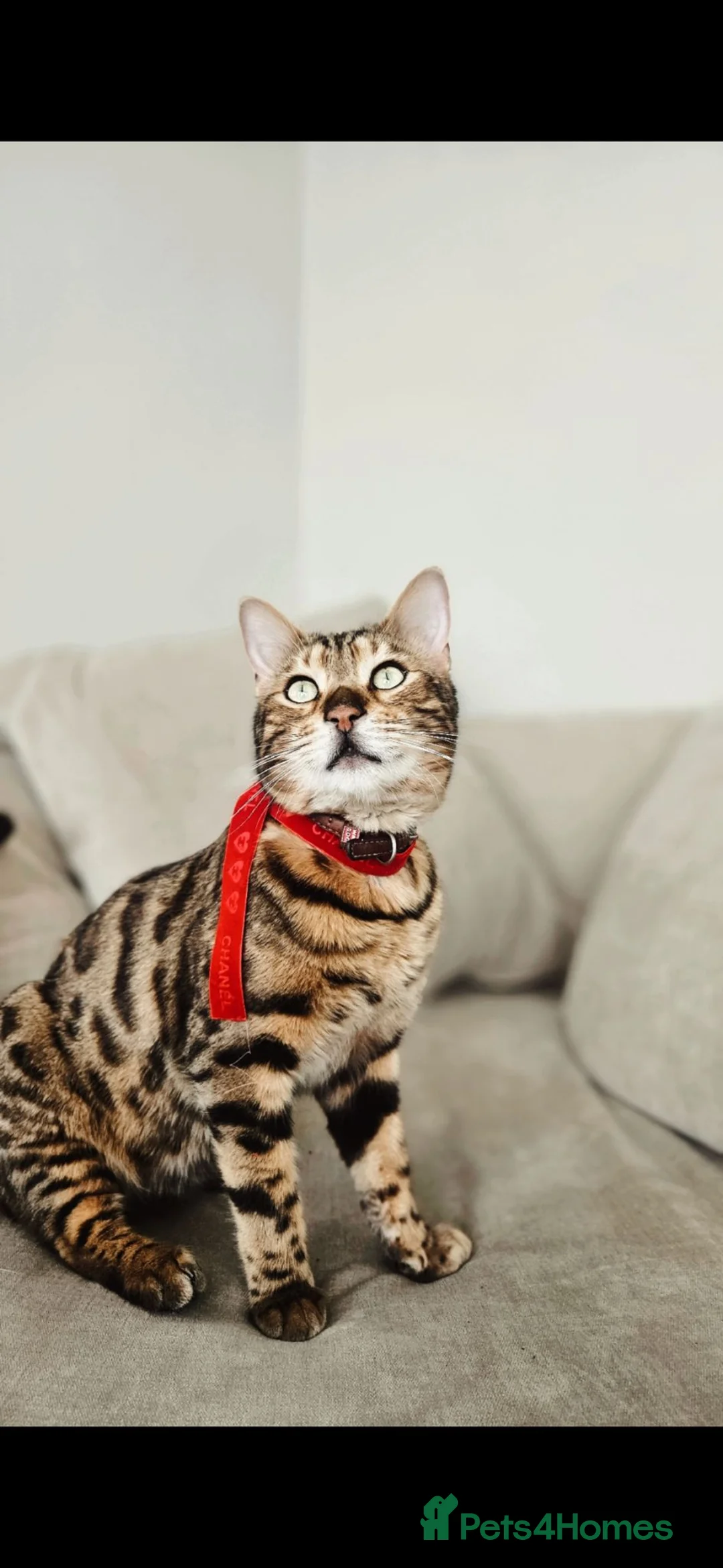 Bengal cats for sale: Playful and kind Milo looking for a new home. in Clacton-on-Sea - Advert 1