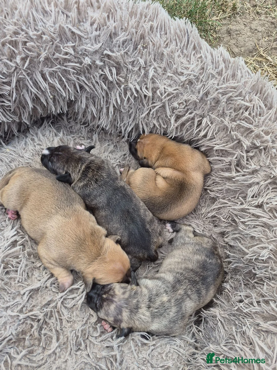 Staffordshire Bull Terrier dogs for sale: Staffordshire Terrier puppies - Advert 2