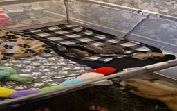 Frug dogs for sale: 6 beautiful frug puppies.  - Image 6