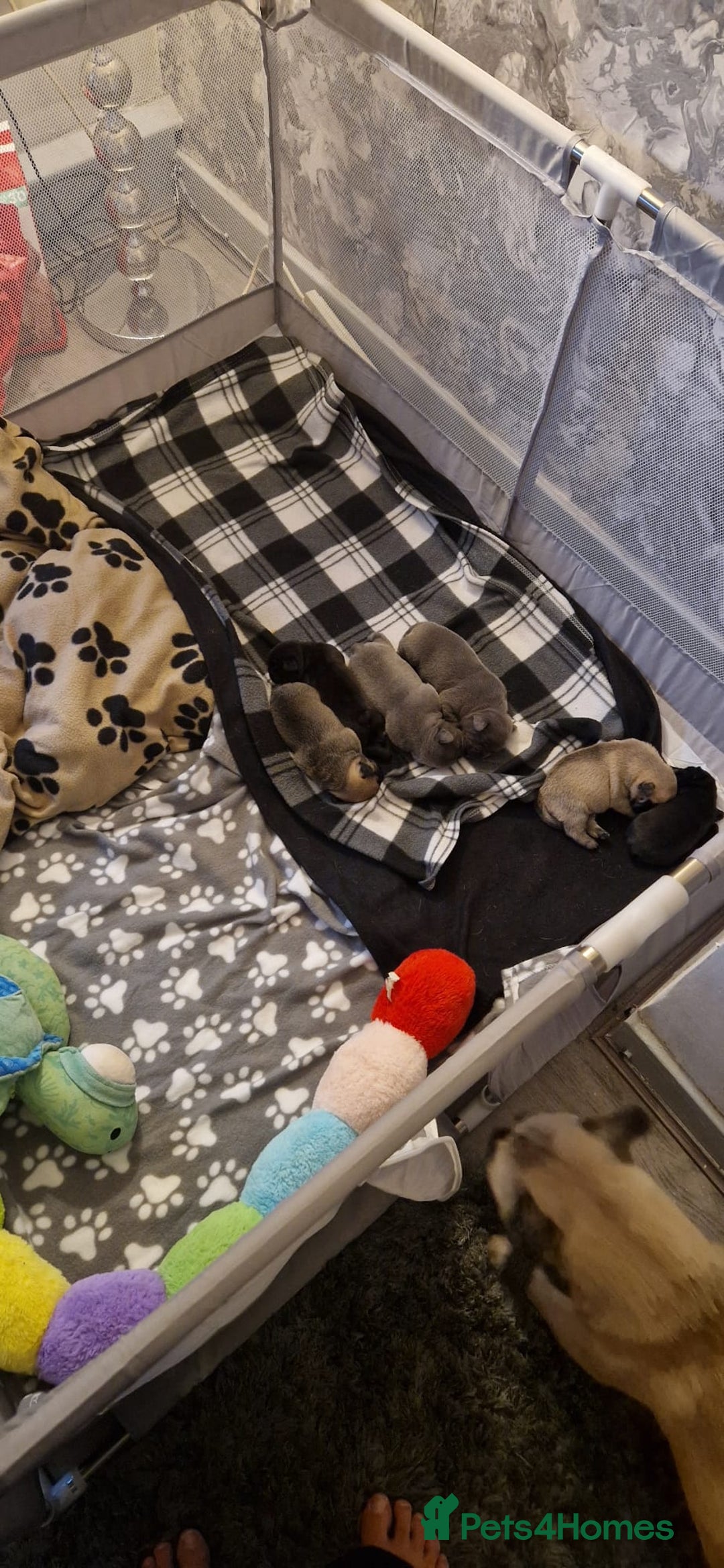 Frug dogs for sale: 6 beautiful frug puppies.  - Image 6