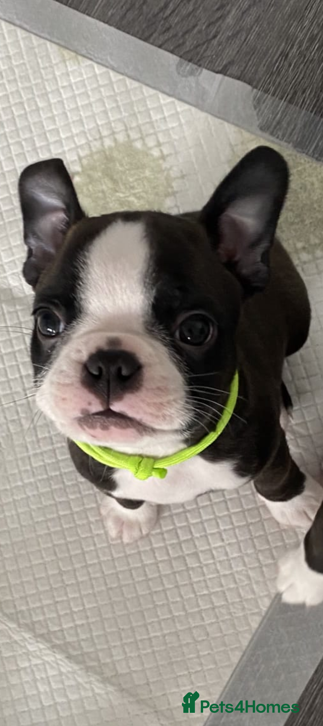 Boston Terrier dogs for sale: SOLD** - Advert 19