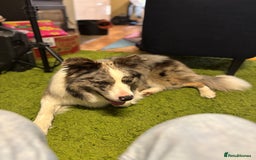 Border Collie dogs for sale: Lucky - The most smartest and CUTEST dog ever!!  - Image 4
