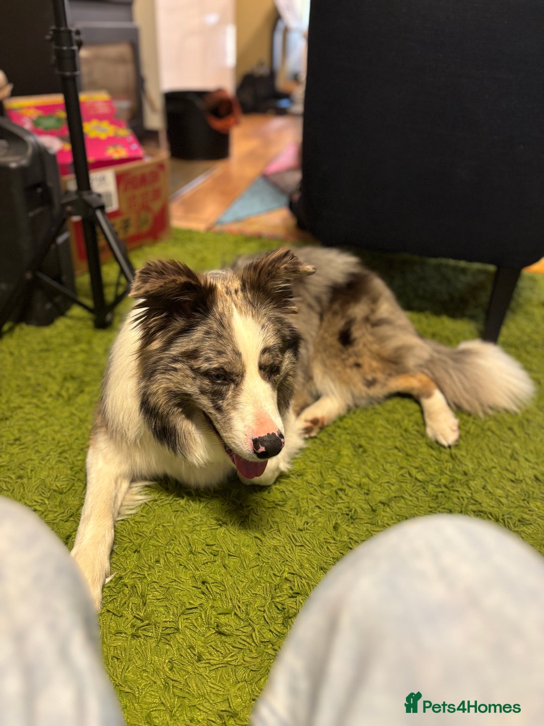 Border Collie dogs for sale: Lucky - The most smartest and CUTEST dog ever!!  - Image 4