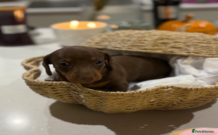 Miniature Dachshund dogs - Advert 3