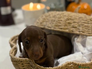 Miniature Dachshund dogs - Advert 2