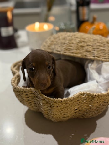 Miniature Dachshund dogs - Advert 3