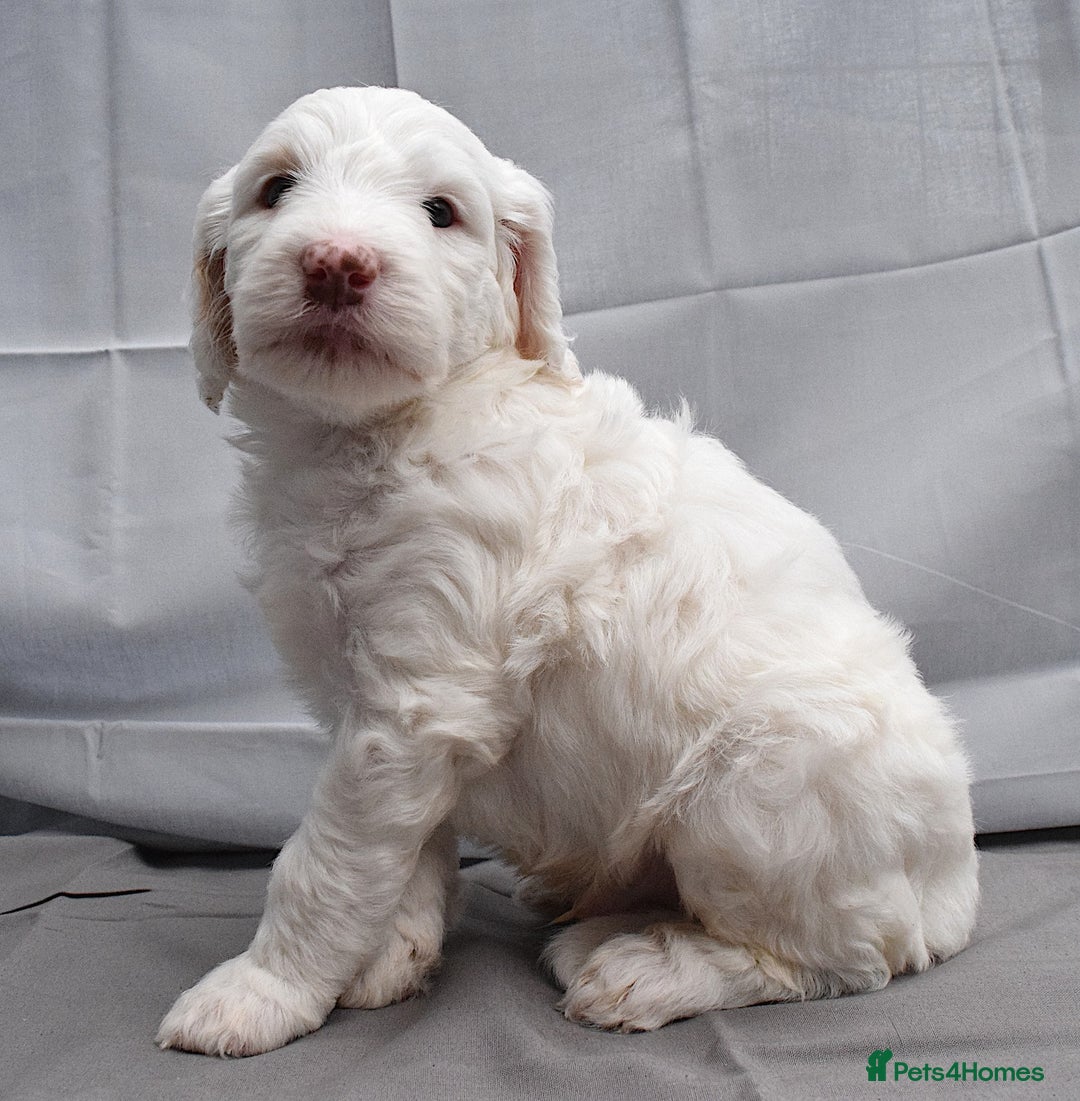 Double Doodle dogs for sale: Stunning litter standard golden doodles - Image 8