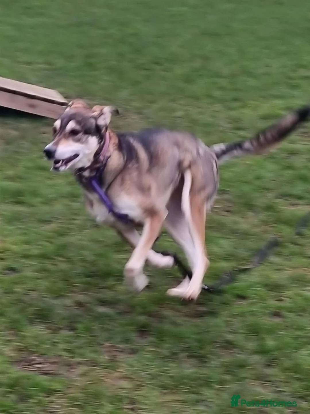 Mixed Breed dogs for adoption: Molly - Norwich Norfolk  - Advert 8