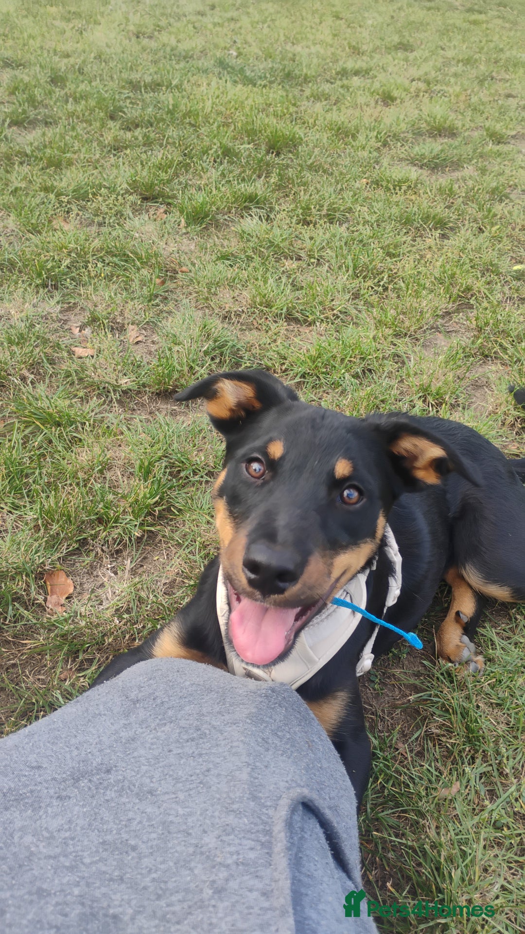 Mixed Breed dogs for sale: Rottie cross border collie - Advert 4