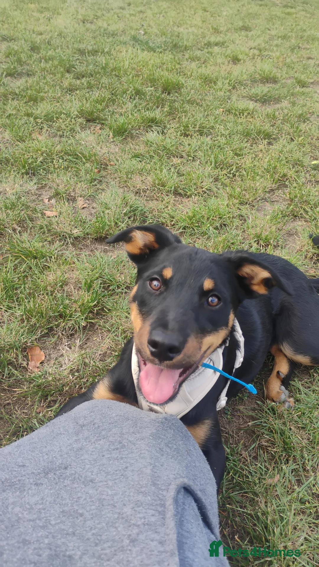 Mixed Breed dogs for sale: Rottie cross border collie - Advert 4