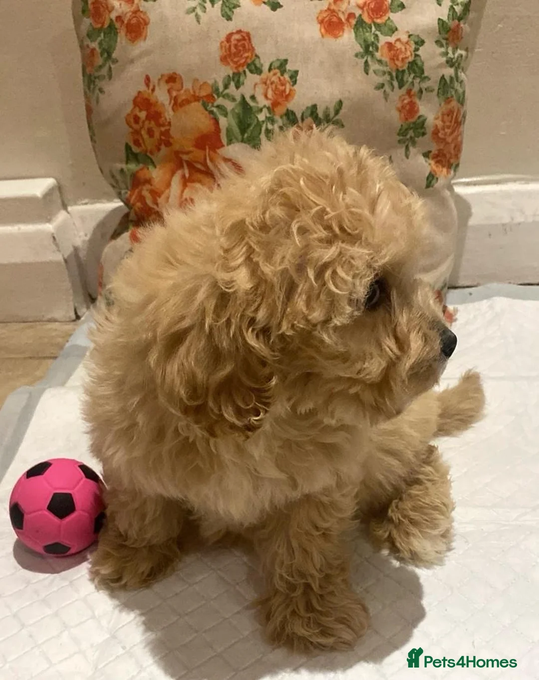 Cavapoo dogs for sale: F2 Cavapoo puppies available  - Advert 3