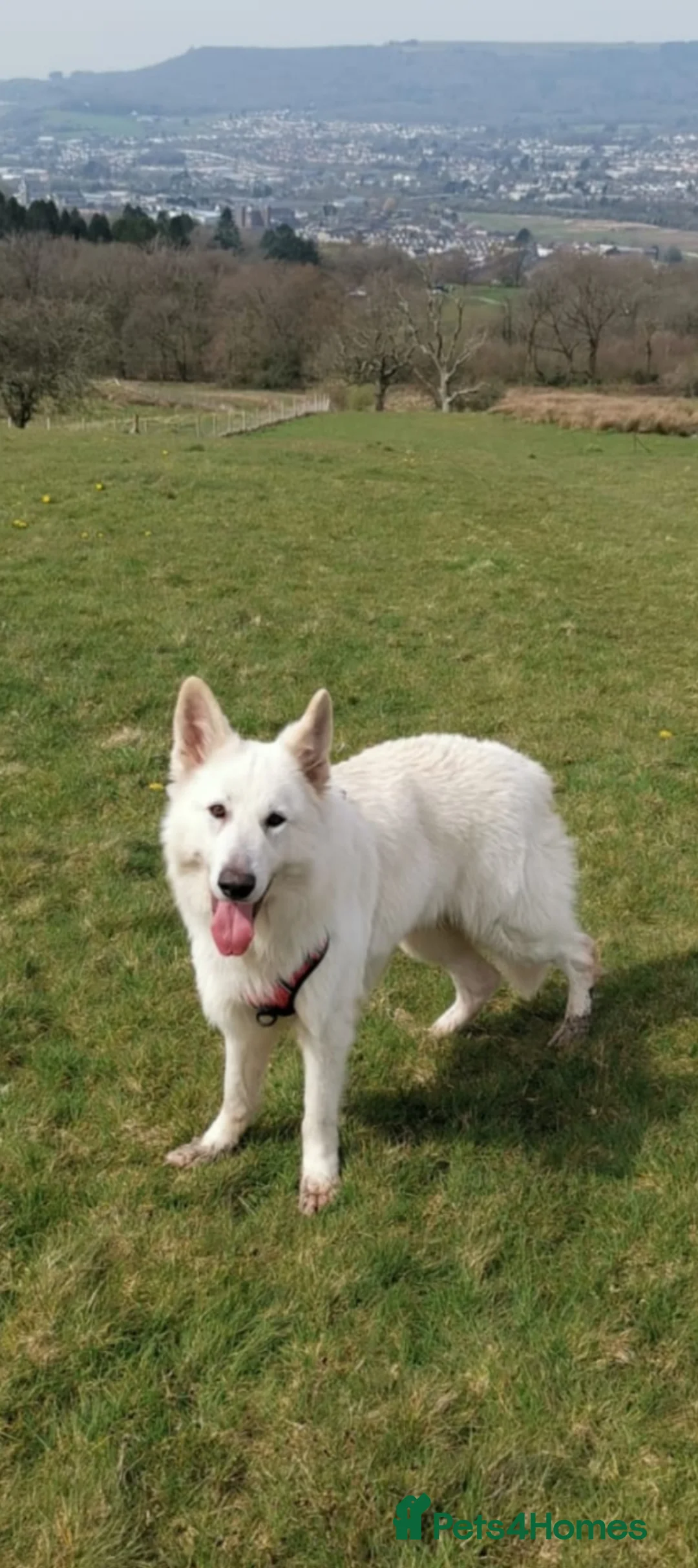 German Shepherd dogs for sale: Bear White GSD - Advert 3
