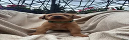 Labrador Retriever dogs for sale: Fox Red Labrador Puppy’s for Sale - Advert 13