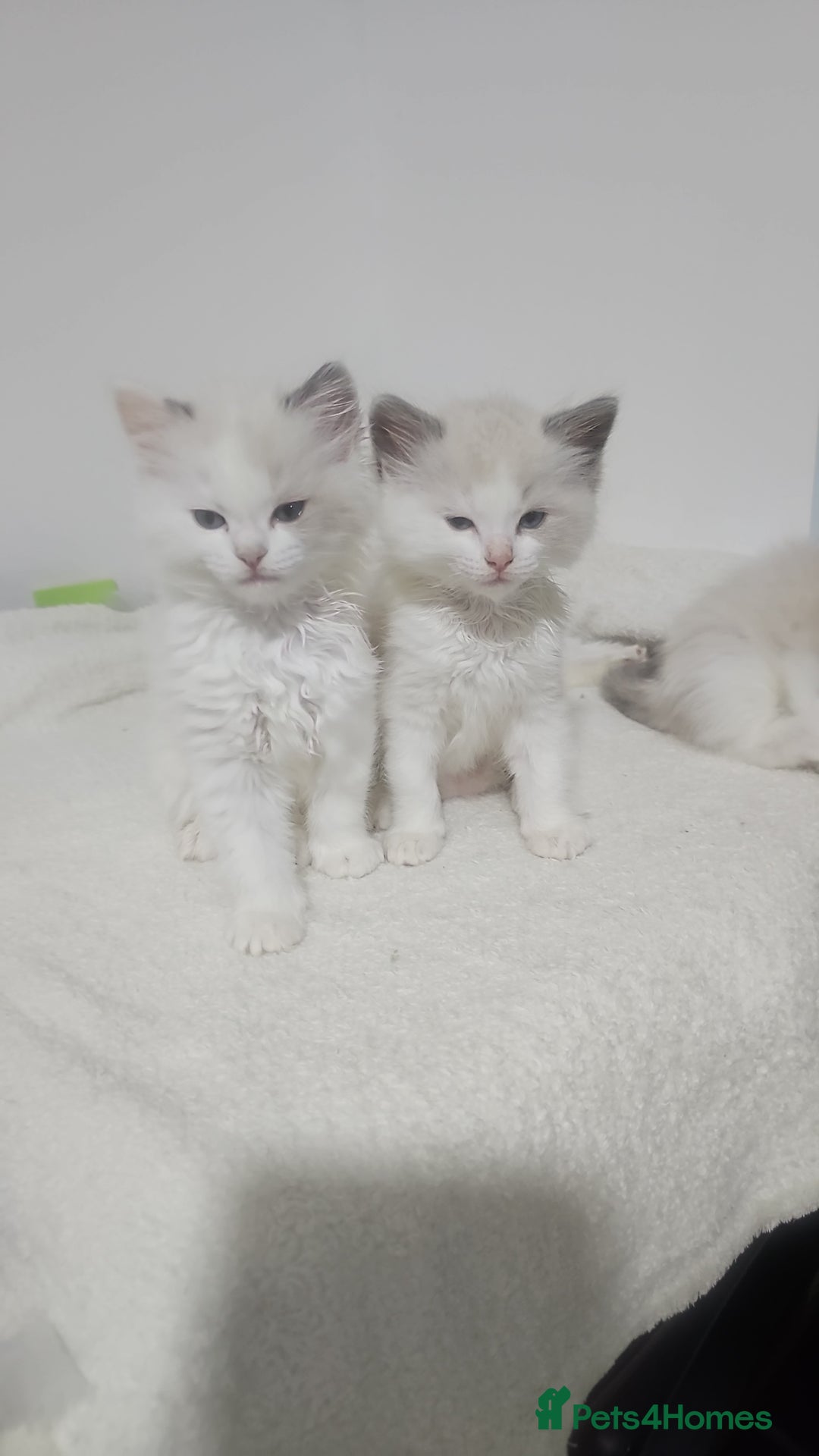 Ragdoll cats for sale: Ragdoll Bicolor 3 boys.  - Advert 7