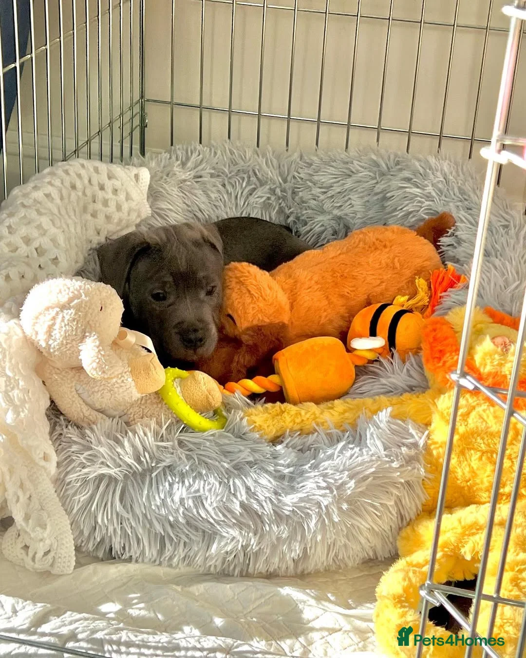 Staffordshire Bull Terrier dogs for sale: 🐾 Beautiful Staffordshire Bull Terrier Puppies  in Norwich - Advert 2