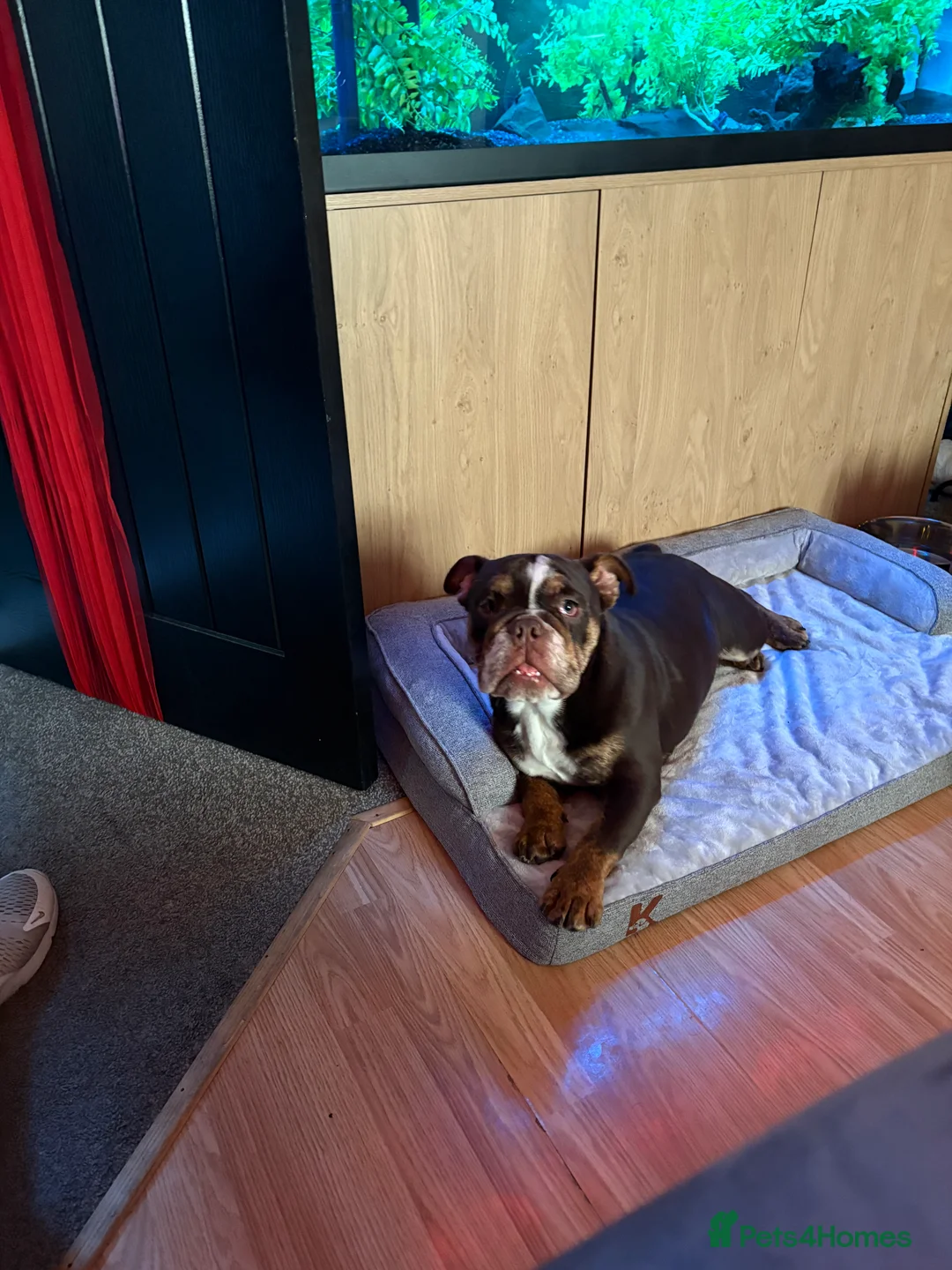 English Bulldog dogs for sale: English bulldog  - Advert 1