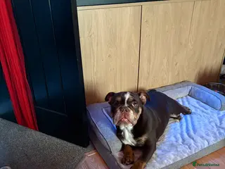 English Bulldog dogs English bulldog - Advert 2