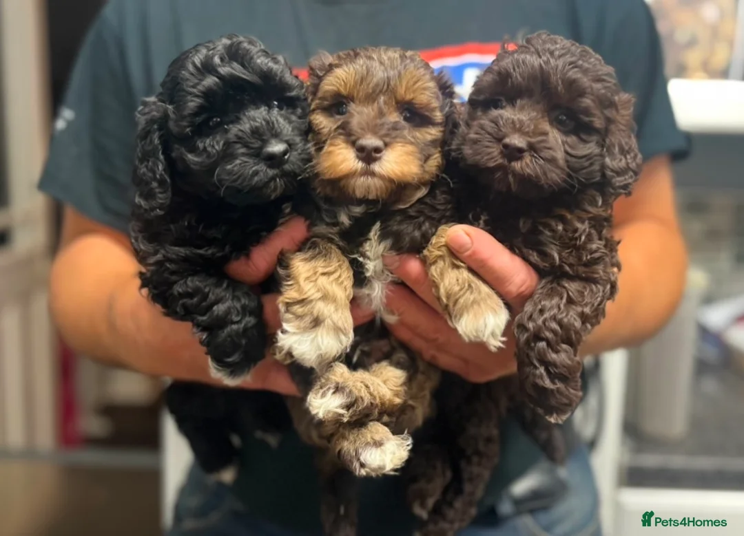 Toy Poodle dogs for stud: K.C Chocolate ToyPoodle at Stud in Coventry - Advert 23