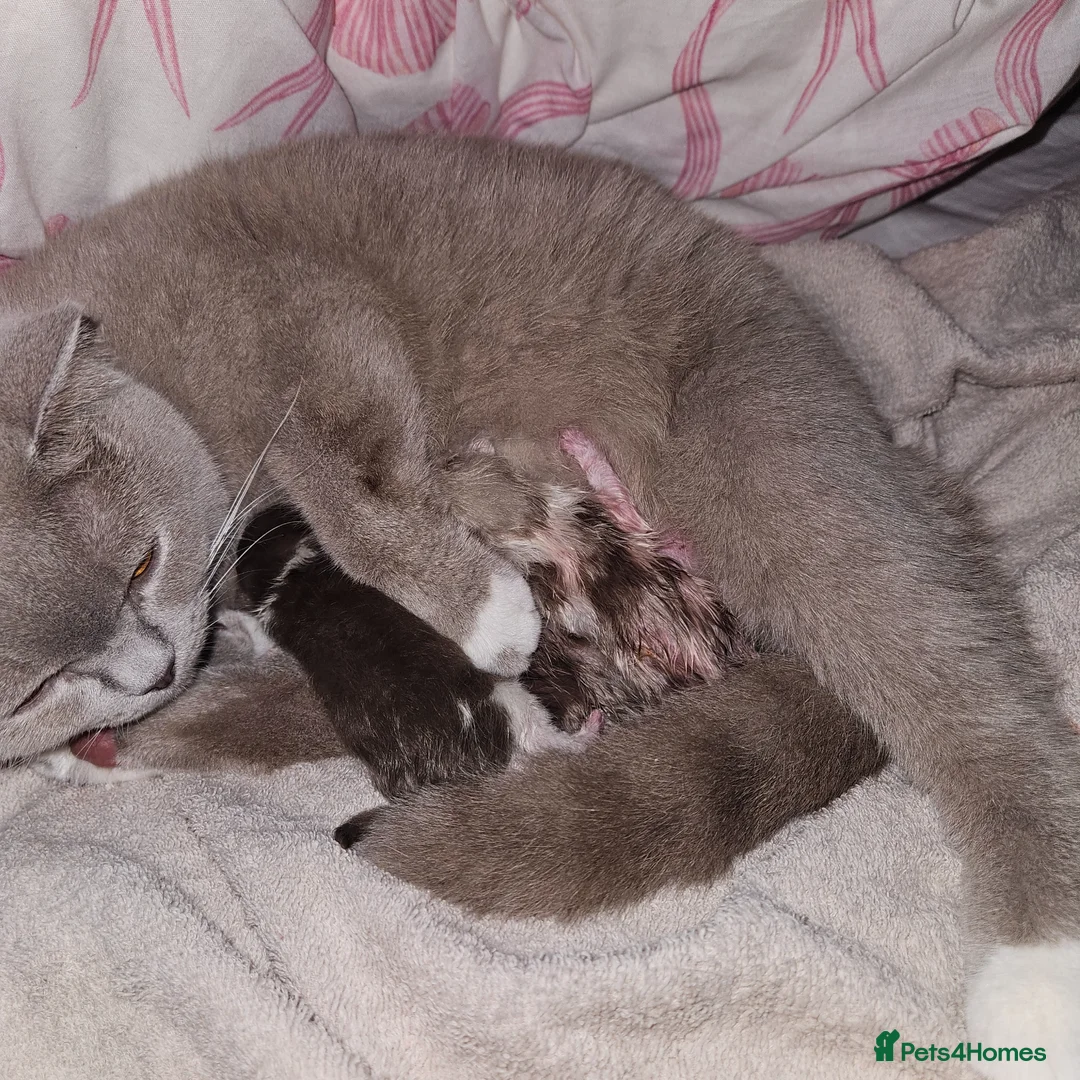 British Shorthair cats for sale: ✨ British Shorthair Kittens – Ready to Reserve 🤍 in Cranbrook - Advert 2