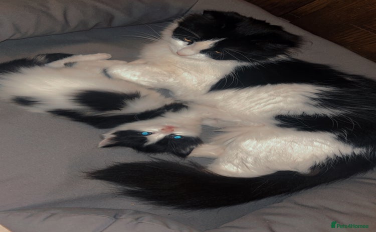 Mixed Breed cats - Advert 3