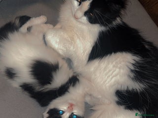 Mixed Breed cats - Advert 12