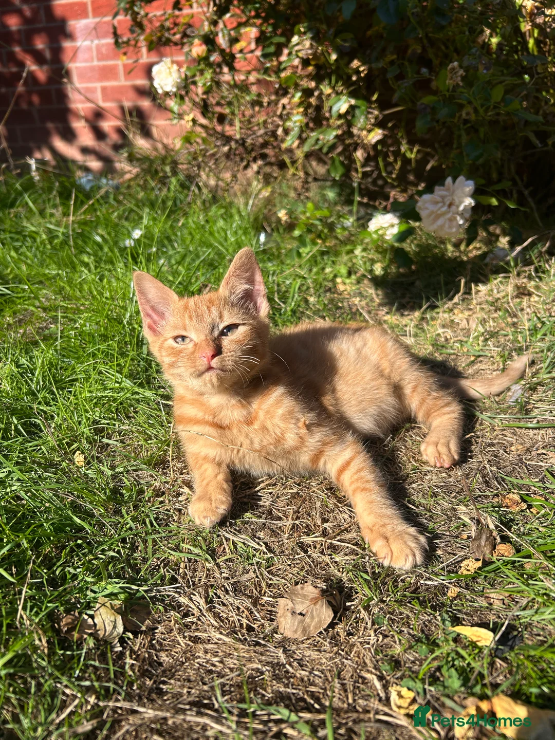 Mixed Breed cats for sale: 6 beautiful kittens for sale! - Advert 2